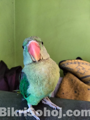 সুপার টেম টিয়া